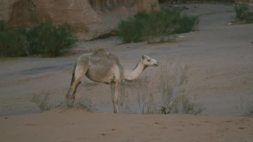 Camel grazes on bush in the desert
