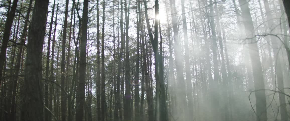 The sun sits high the sky behind a forest of trees covered in smoke