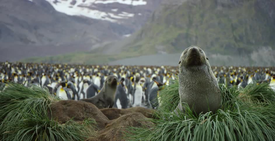 Seals and a flock of penguins