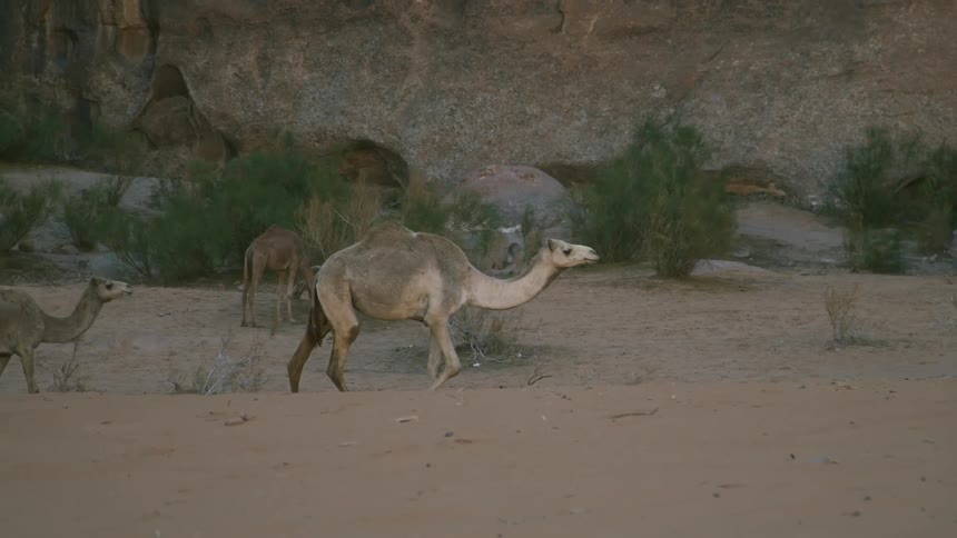 A pair of camels walk across a sandy habitat while a third grazes on nearby bushes