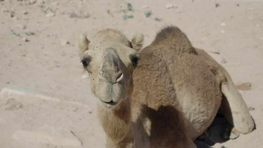 Close up of a camel resting on the ground looking at the camera at daytime