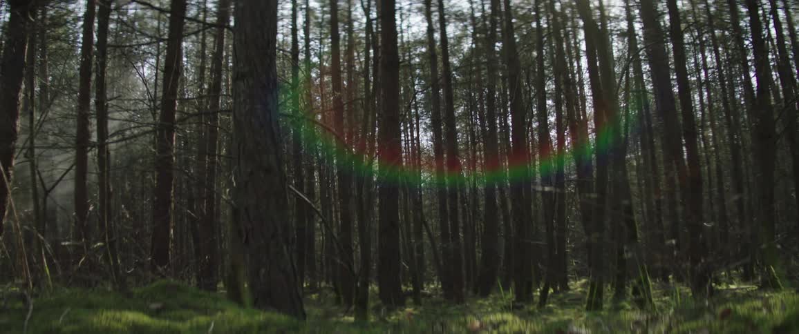 Trees grow tall in a dense forest