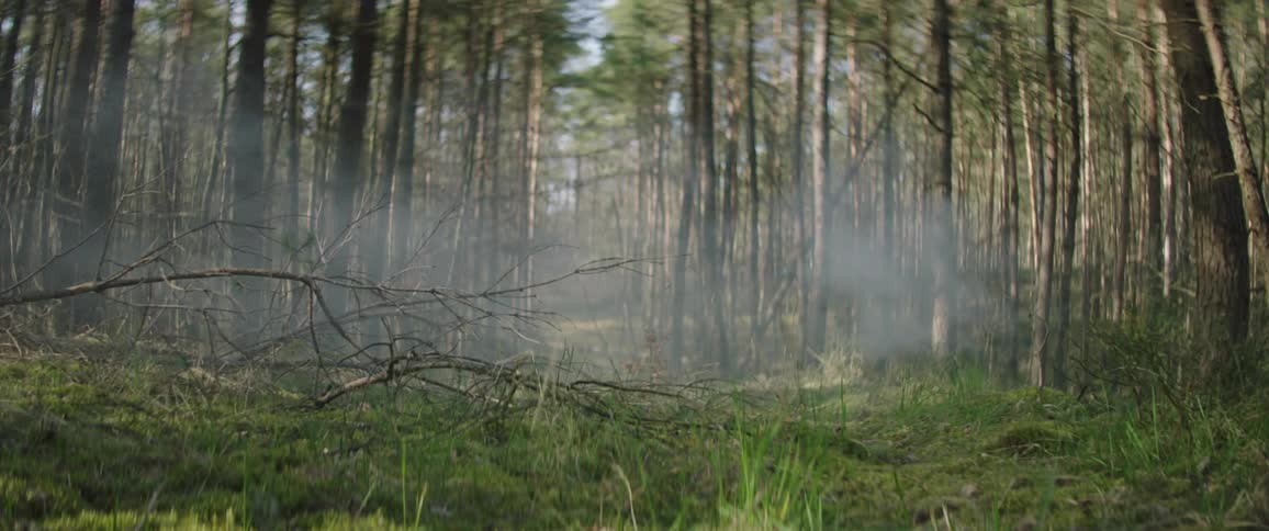 Smoke floats through pine forest