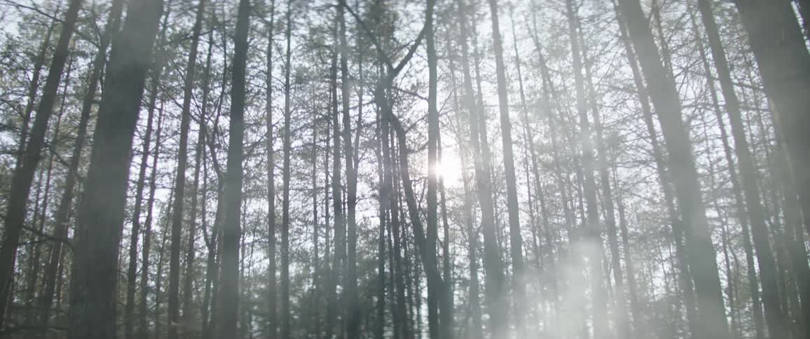 A forest with mist and trees