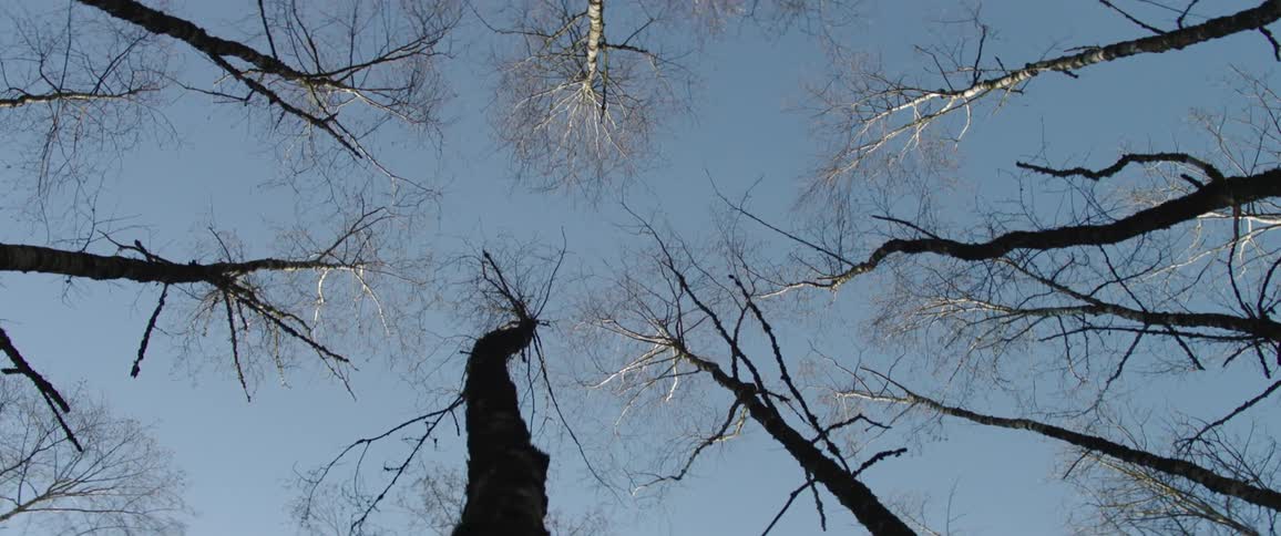 Birds eye view of trees