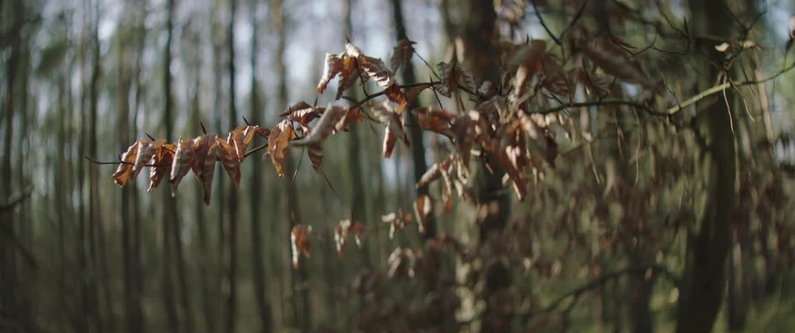 Dead leaves cover a tree branch in a forest