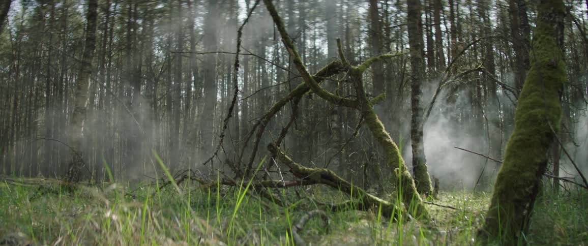 Smoke rises from the ground in a forest