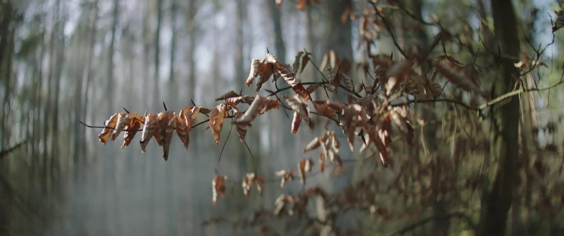 Dead leaves on a tree in a forest