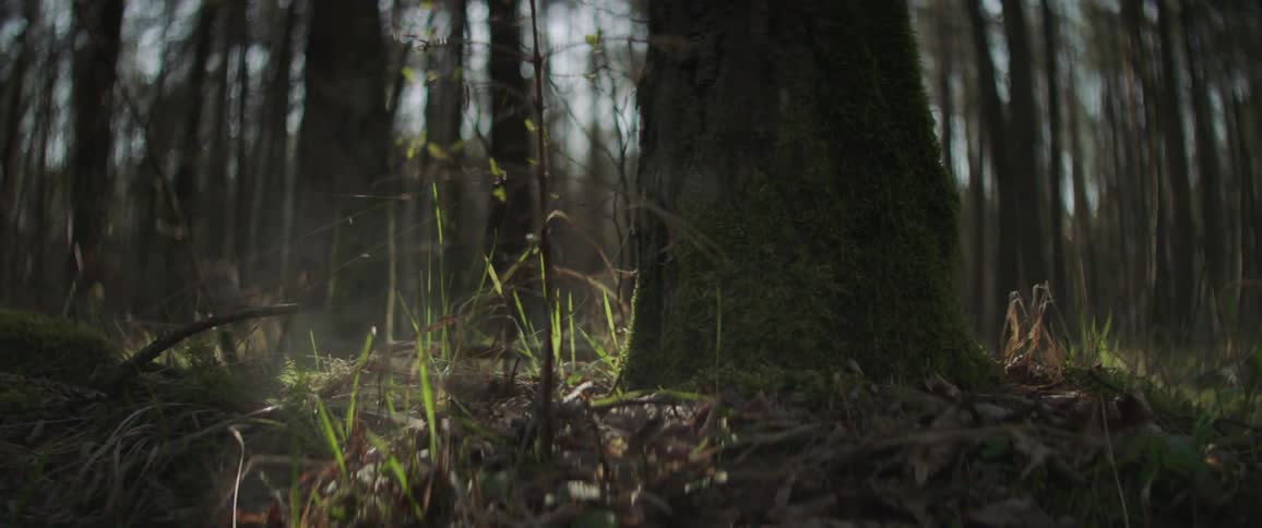 A forest floor with sunlight and mist