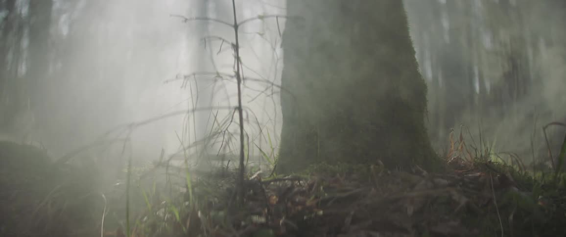 Smoke blows past a large tree trunk in the woods
