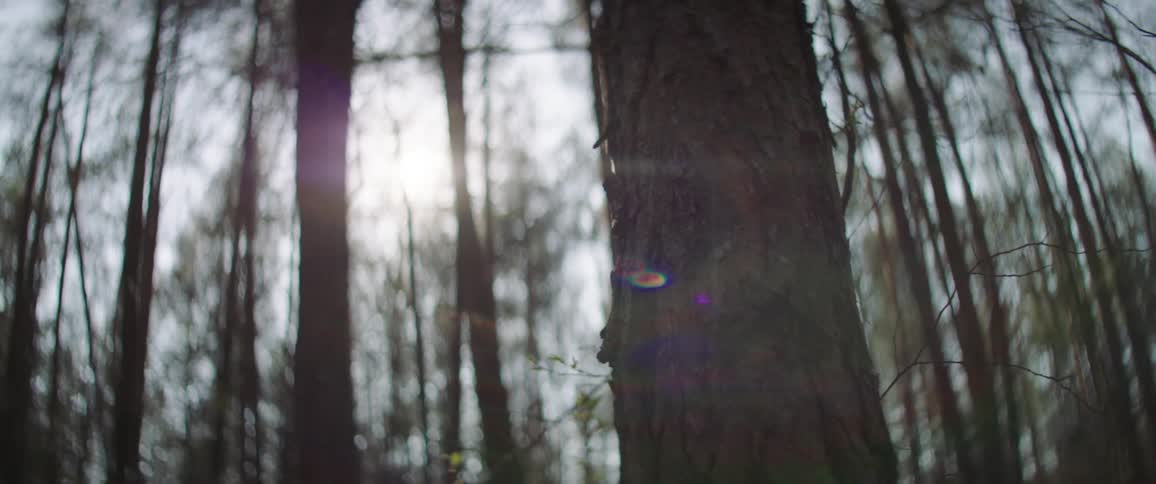 Leaves have fallen off some trees in a forest