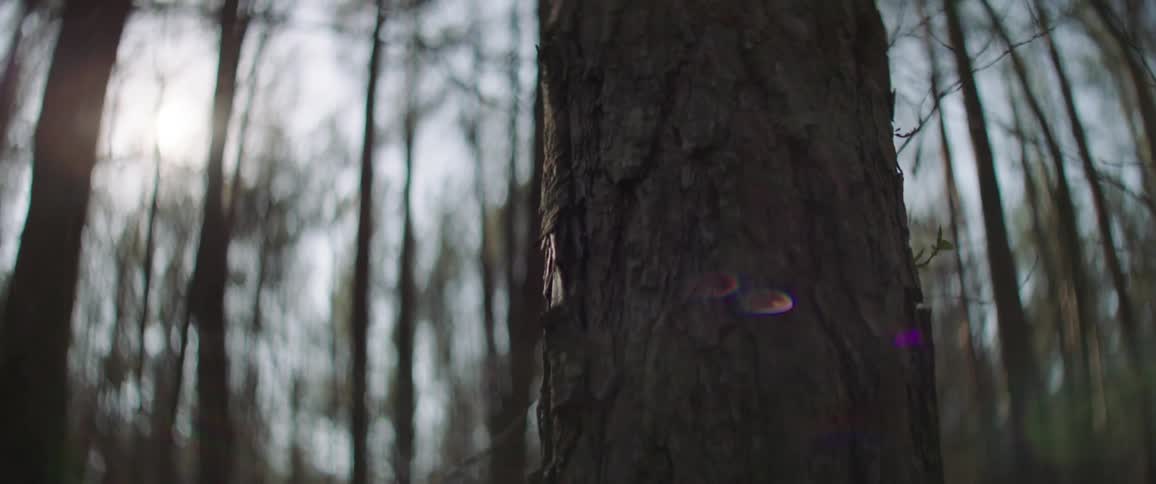 The bark of a tree trunk in a woodland during the day