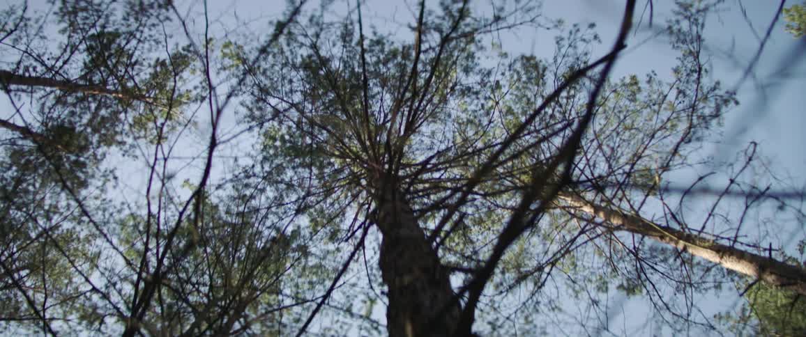 The tree grows its leaves
