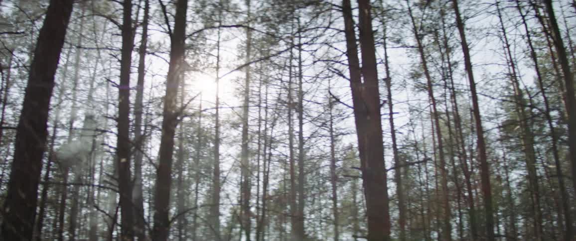 Trees grow in a forest