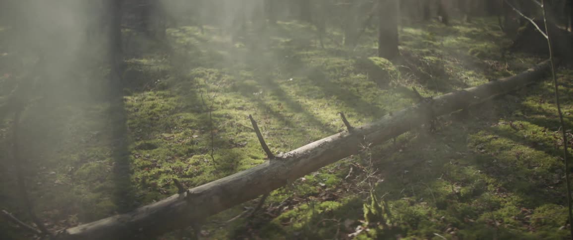 Mist blowing by a fallen tree in a woodland