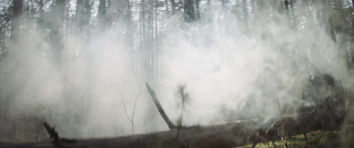 Smoke rises from fallen logs in a forest