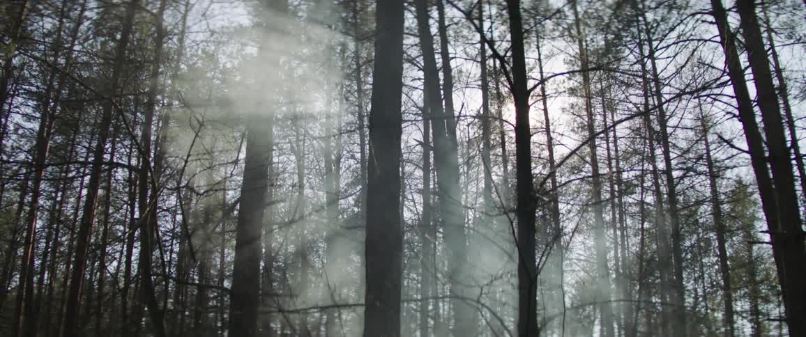 Sunlight through trees in misty pine forest