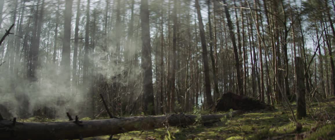 Smoke floats across clearing in forest