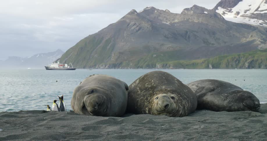 Large seals lay on the beach near penguins