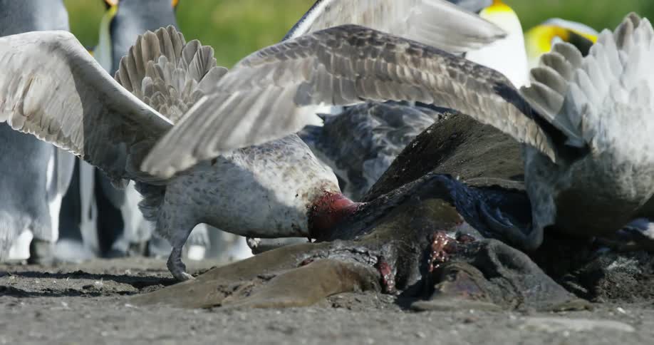 Birds eat a dead carcass near some penguins