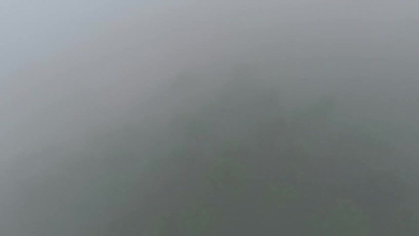 Dense fog over trees