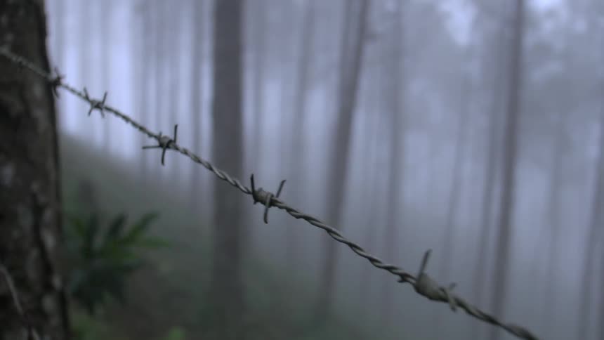 A barbwire fence in a foggy forest
