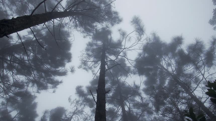 A foggy forest