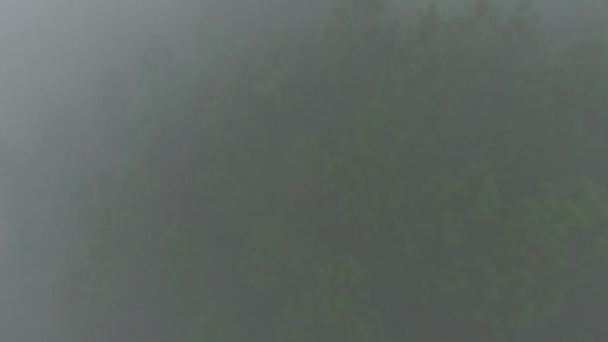 Fog over a forest