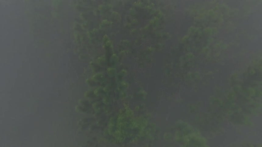 The trees below have heavy fog all over