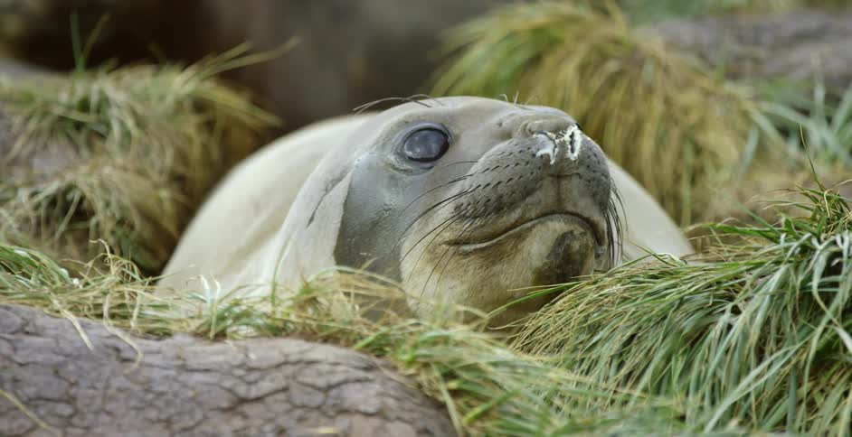 A seal is looking around laying in the grass