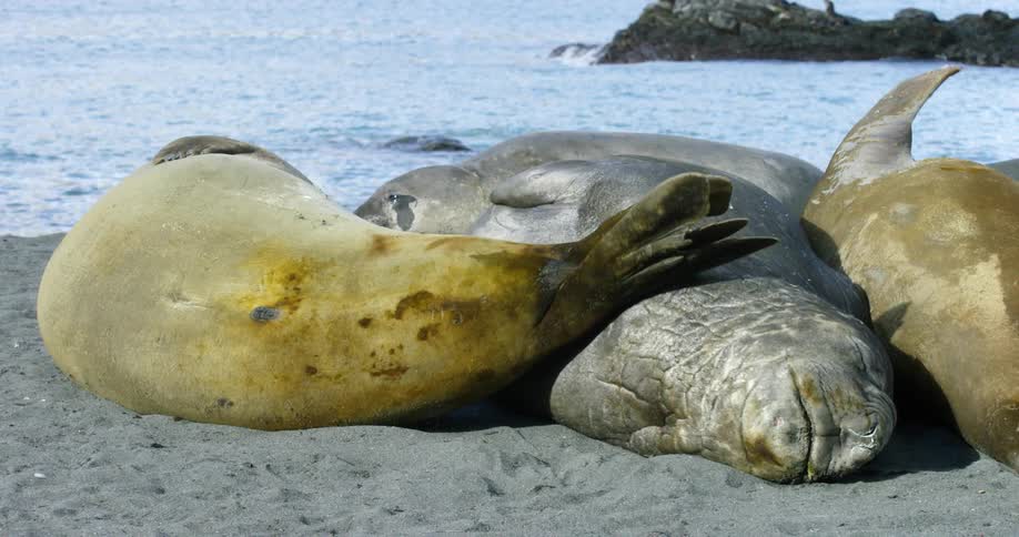Seals lounging on a beach rub against each other