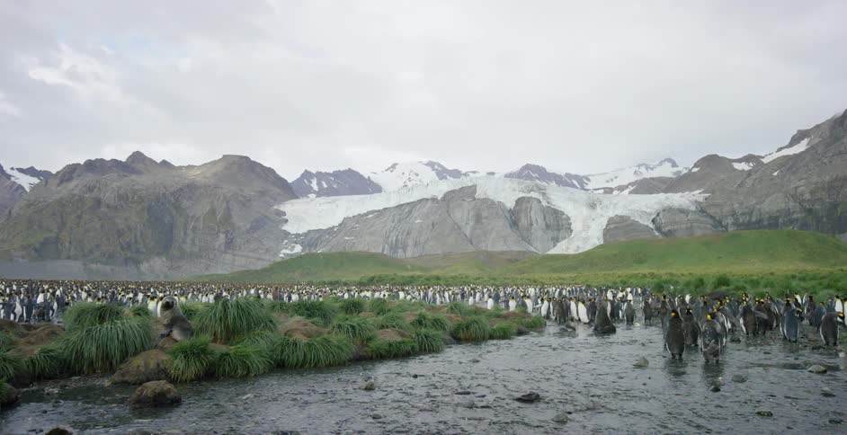 A flock of penguins are standing in a valley near mountains