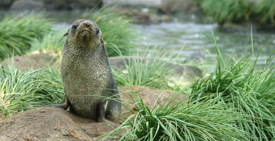 A seal resting on land looks around nervously