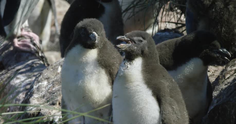 Three penguins sit together by some tall grass