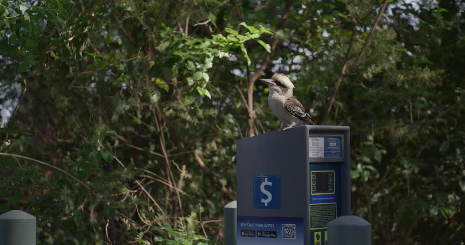 Australian Kookaburra perched on a parking meter