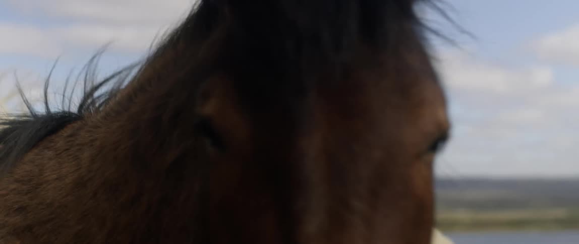 Women With Horses In Iceland