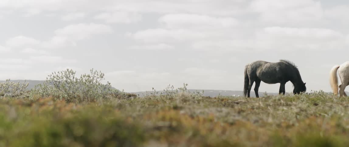 Horses graze in a rural meadow