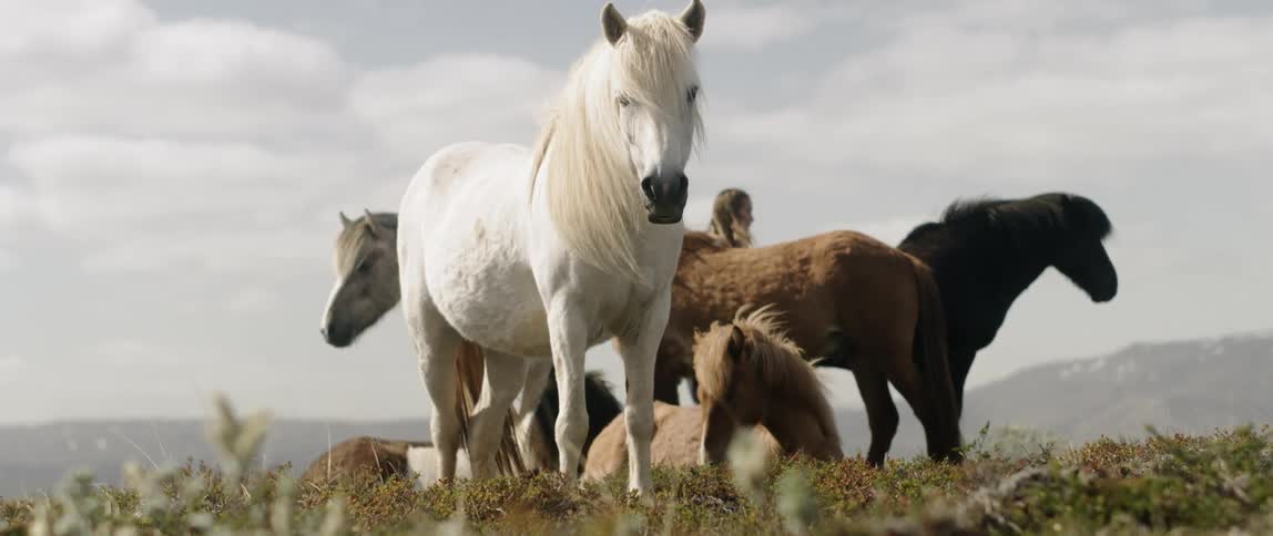 A woman tends to horses on a ranch