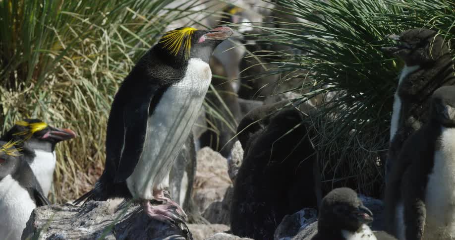 Penguins stand around amid rocks and grass