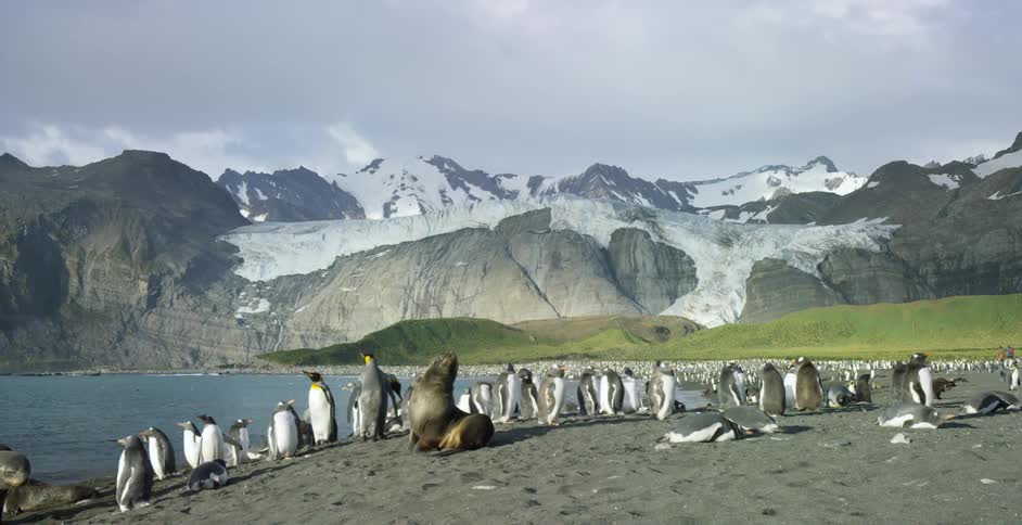 A flock of penguins on a hill