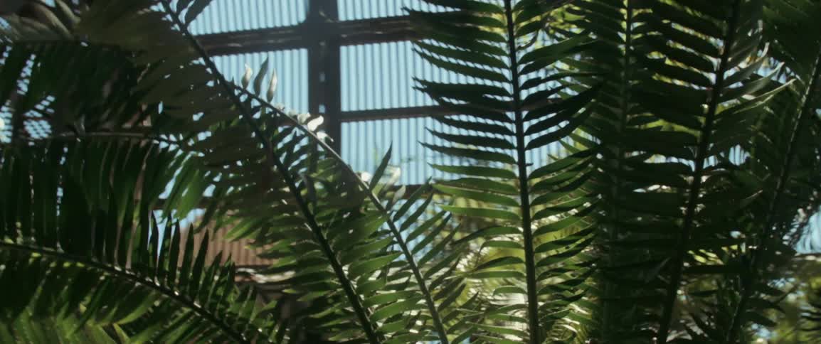 Man walks among ferns in large greenhouse