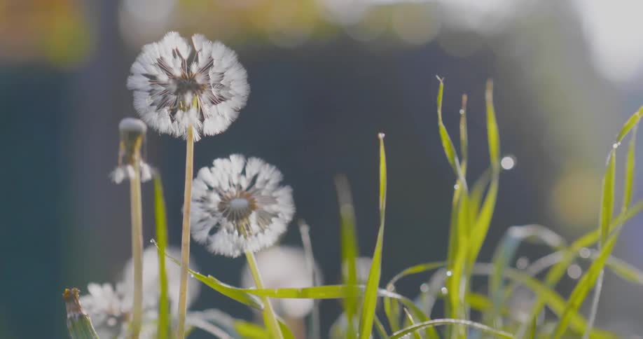 Blow flowers sit among the grass