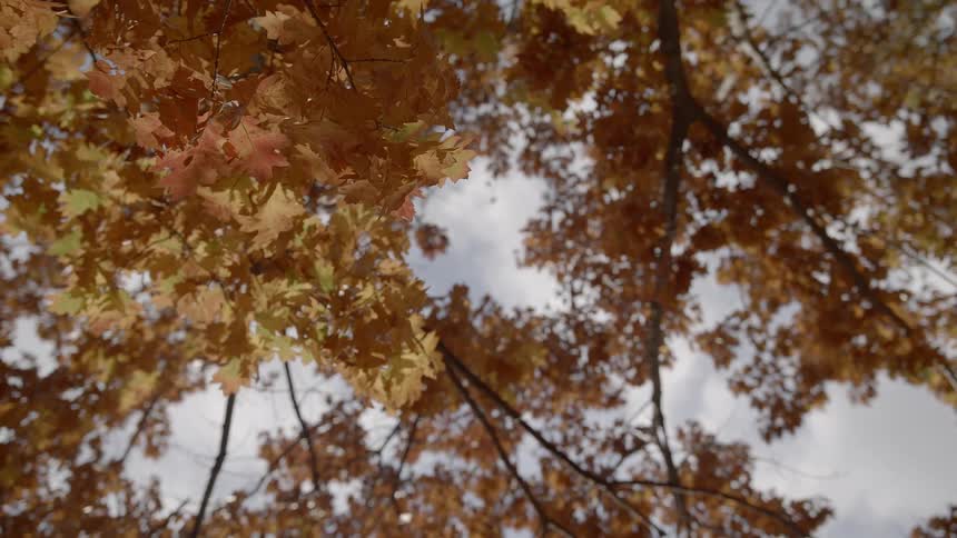 Gold and red leaves on trees in a forest