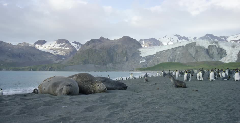 Seals and penguins are near the water together