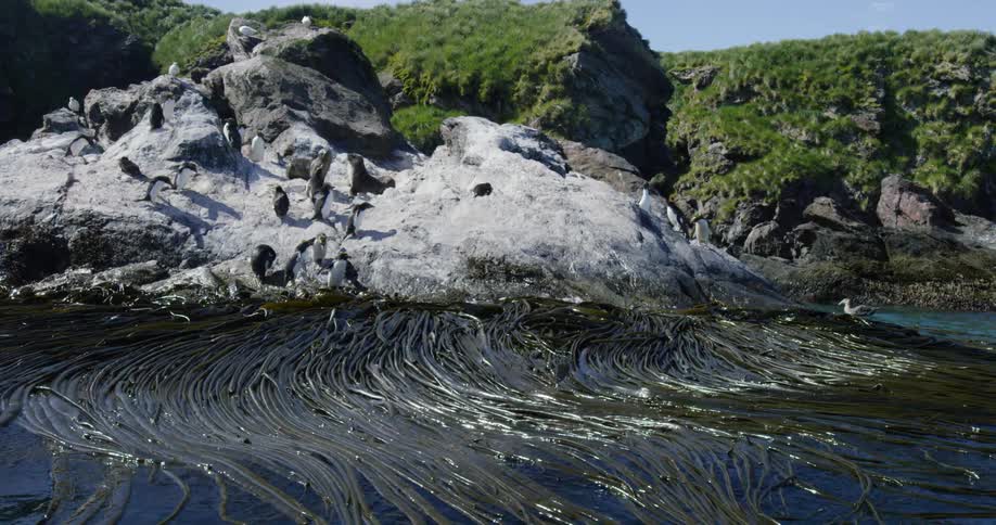 Penguins are on a rock near the shore