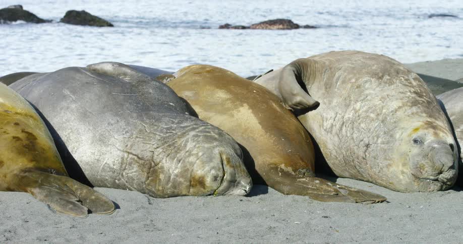 Several walruses laying in a row on the beach