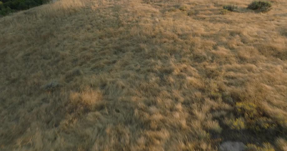 An aerial view of a grassland area with a steep hillside and evergreen trees in the distance