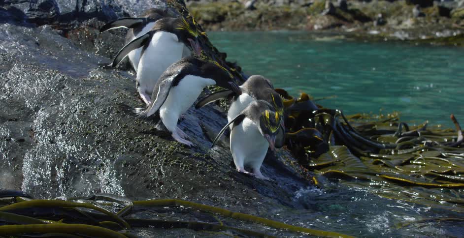 Penguins descending a rock into the ocean