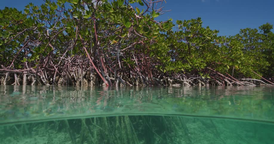 The camera partially dips surface of the water near a mangrove