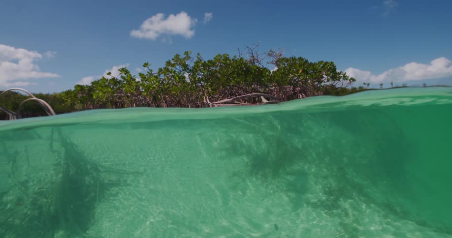 A coastal mangrove grows up from beneath the surface of the water